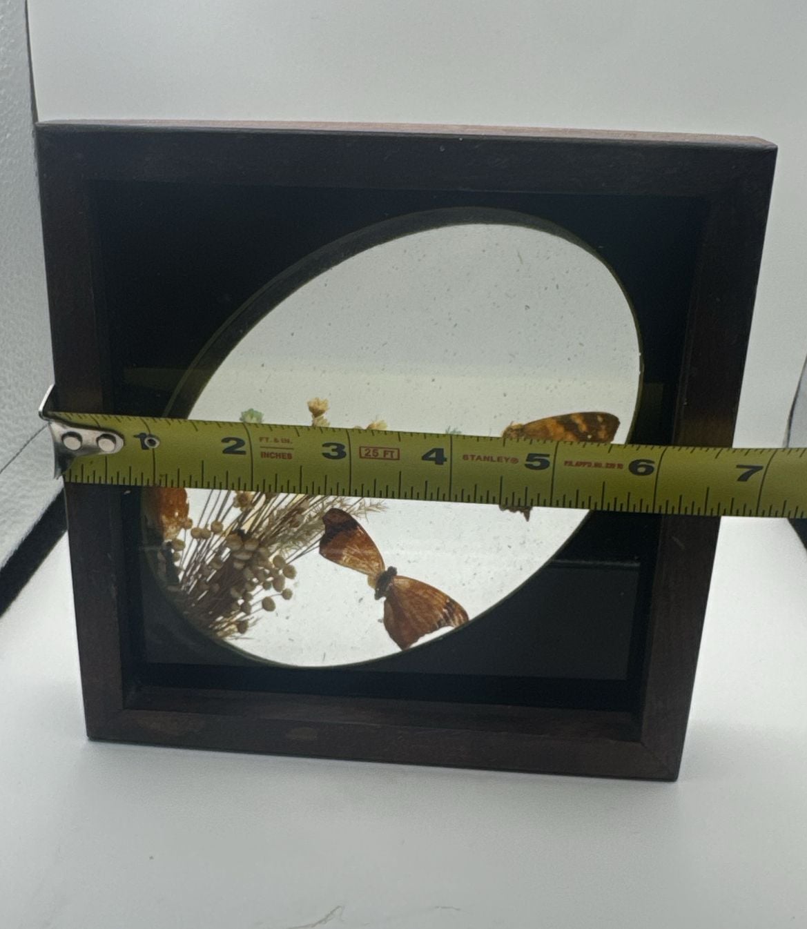 Vintage Brazilian Butterfly Taxidermy Floral Glass Shadowbox 3