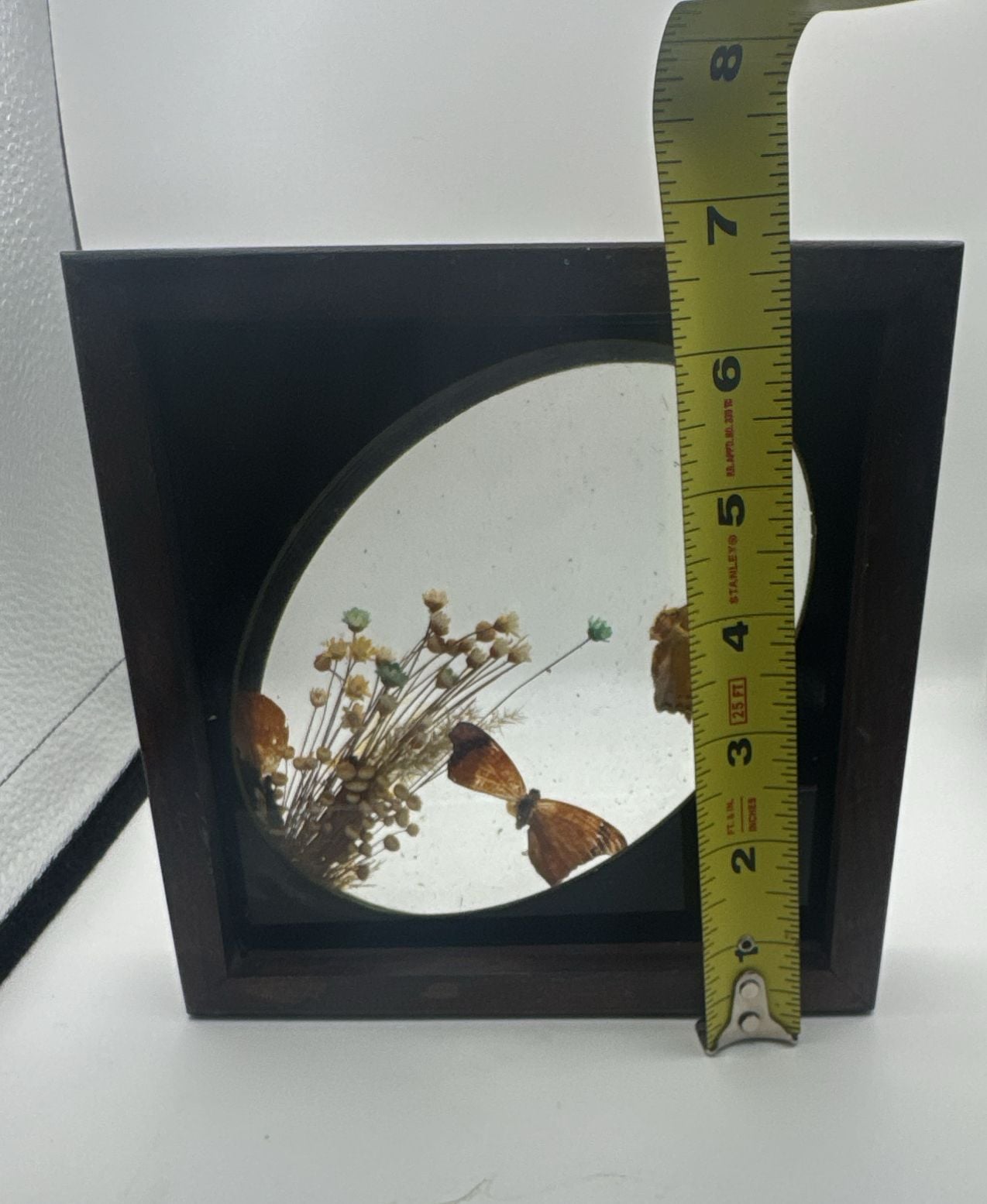 Vintage Brazilian Butterfly Taxidermy Floral Glass Shadowbox 4