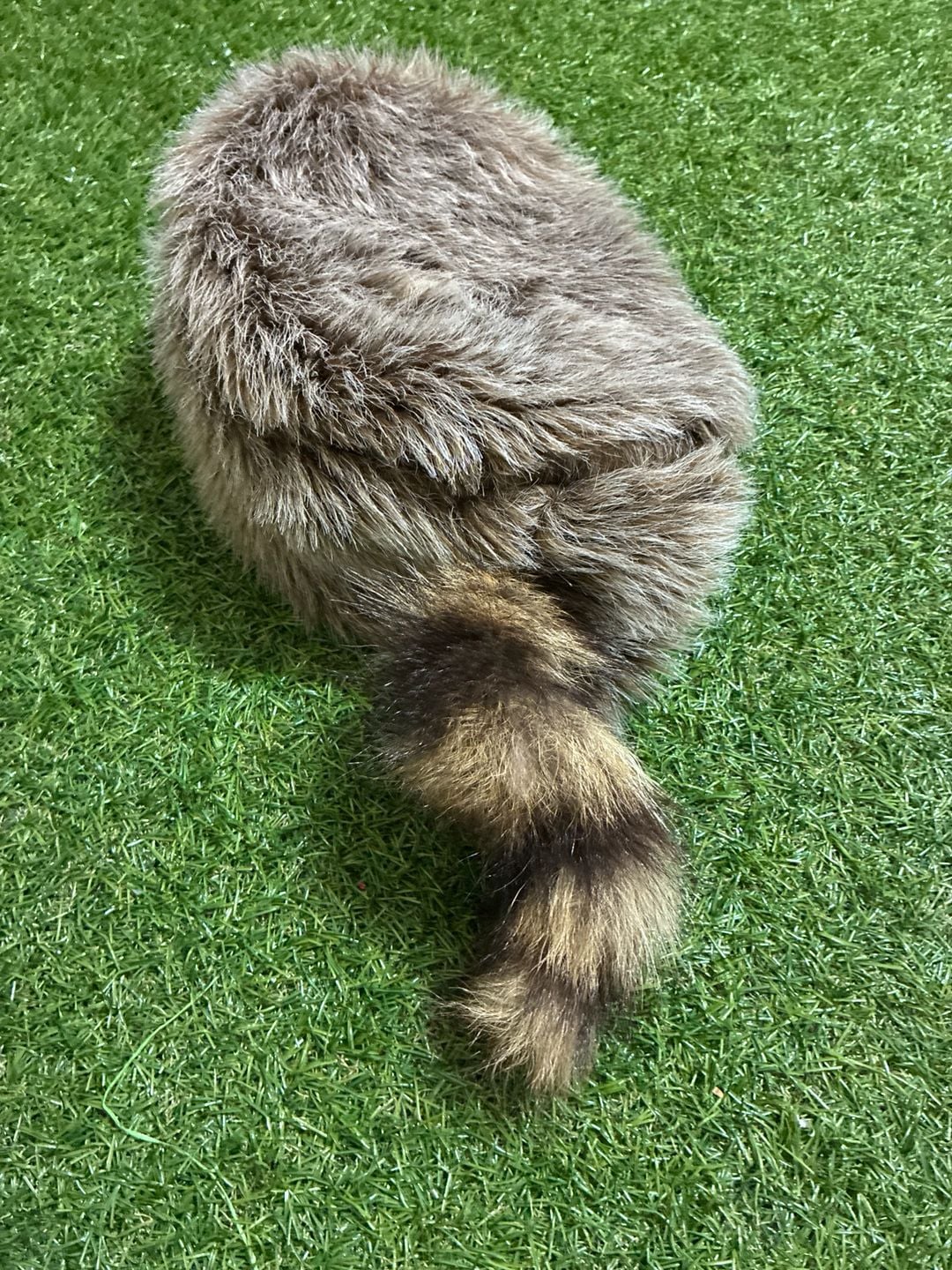 Raccoon hat 4