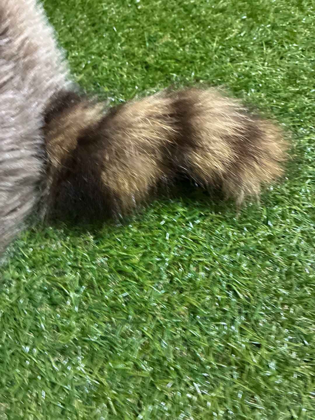 Raccoon hat 5