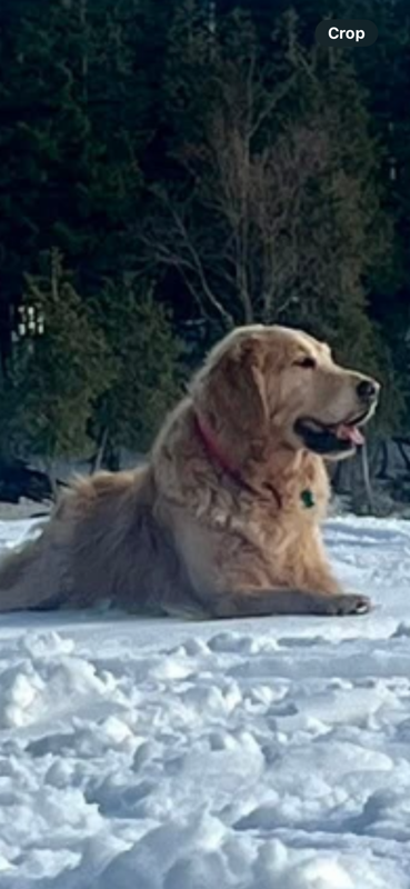 Roxidog