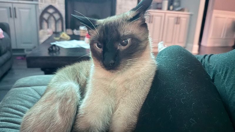 thevineyardcat